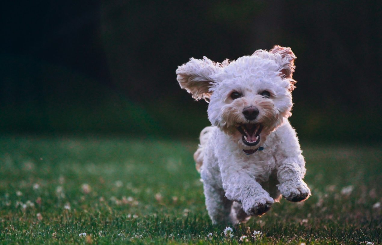 De beste online dierenwinkel voor al uw spullen